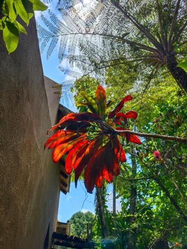 a red flower in a vase next to a building at Dar Amane Guest House in Graskop