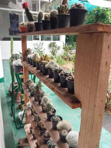 a group of potted plants on a wooden shelf at Lake Wave Hotel in Anuradhapura