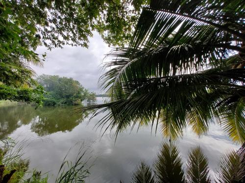 a view of a body of water with a palm tree at Lake Wave Hotel in Anuradhapura