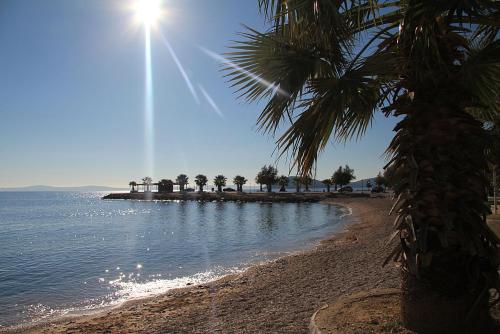 a palm tree on the shore of a beach at Apartment Džoni in Split