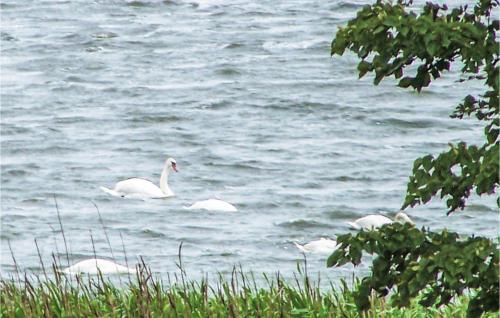 a group of swans swimming in a body of water at 2 Bedroom Lovely Home In Osieki in Osieki