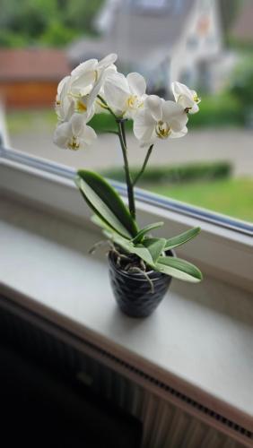 a vase with white flowers sitting on a window sill at Loftwohnung in ruhiger Gegend in Kirchheim unter Teck