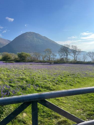 a field of purple flowers with a mountain in the background at View of the Mountain in North Ballachulish