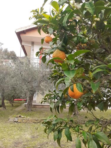 Jardín al aire libre en Casetta al Mare