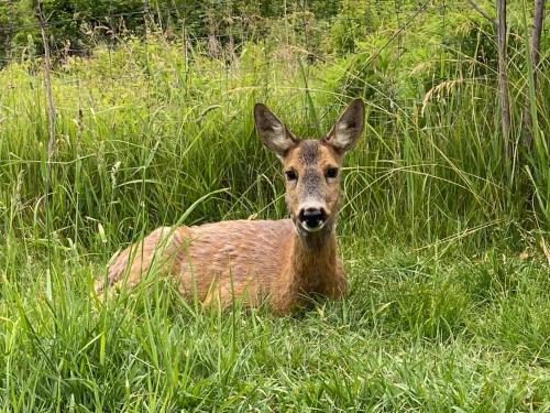 a deer sitting in the grass in a field at Gárdonyi Ház in Sály