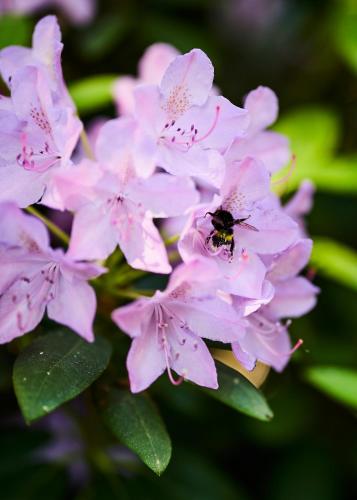 a bee sitting on top of pink flowers at Hotel Erve Hulsbeek in Oldenzaal