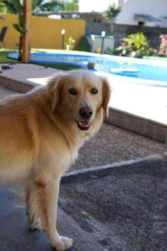 a brown dog standing next to a swimming pool at La VOLCANAISE in Village Sainte Anne