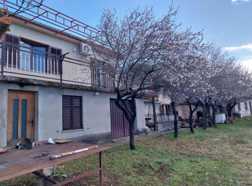 a tree in front of a house with a table at Holiday Home Marina in Starigrad