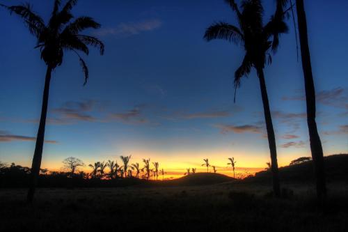 a sunset with palm trees in a field at Olas Verdes Hotel in Nosara