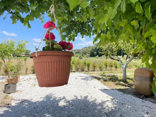 Taman di luar Il Leccio Agriturismo