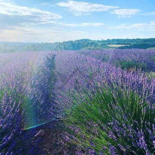 a field of purple flowers with a person in the middle at coté verdon 2 in Quinson