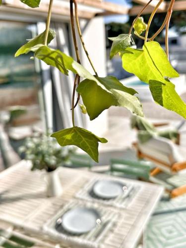 a green plant is hanging from a table at Meco Lodge Private Pool Full of Grace in Sesimbra