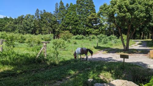 a horse grazing in a field next to a fence at えころっじKitsuki in Kitsuki