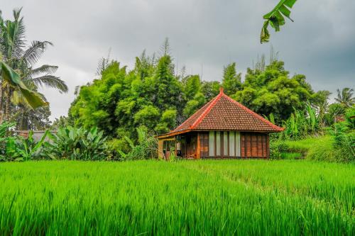 a small house in a field of green grass at Ubud Sawah Scenery Villa and Homestay in Tegalalang
