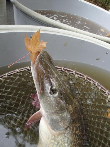 a fish in a net with a leaf on it at Villa Shafaly in Mariánské Lázně