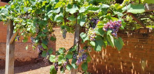 a bunch of purple grapes hanging from a tree at Apartamento Linda Hohenau Centro in Hohenau