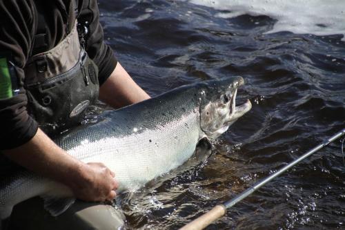 a man holding a silver fish in the water at Lansån 46 Guesthouse in Krokfors