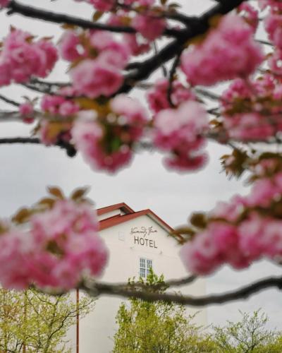 a tree with pink flowers in front of a building at Normandy Farm Hotel & Conference Center in Blue Bell