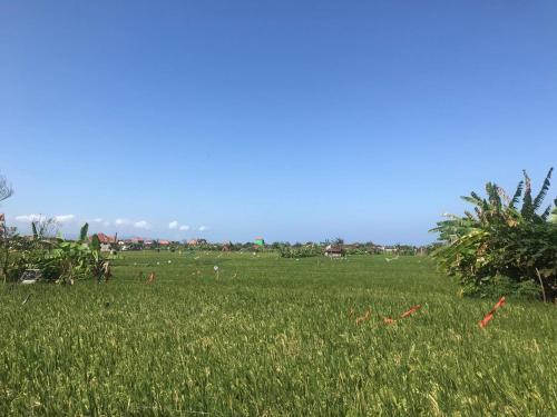 a field of green grass with kites in it at Ketewel Bed & Breakfast Niti Room in Ketewel
