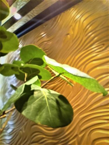 a plant with green leaves on top of a table at Well Garden Hotel in Taoyuan