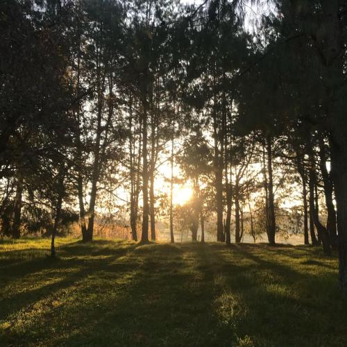 un grupo de árboles en un campo con el sol brillando en Cabaña Abigel, en Zacatlán