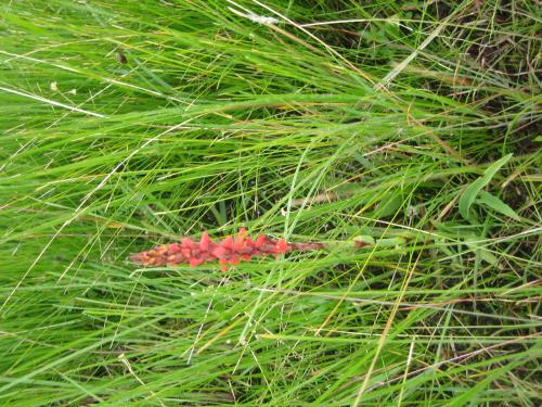 a plant with red berries in the grass at Lisbon Eco Lodge in Graskop
