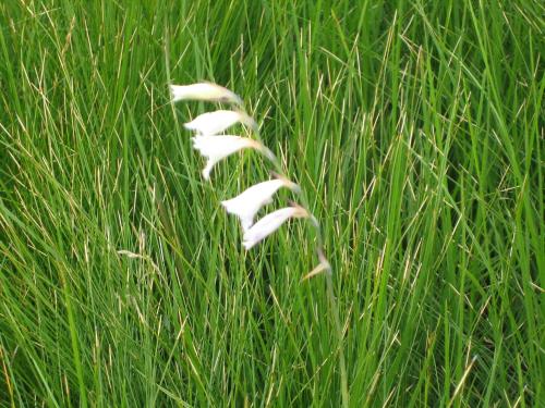 a flock of white feathers in the tall grass at Lisbon Eco Lodge in Graskop