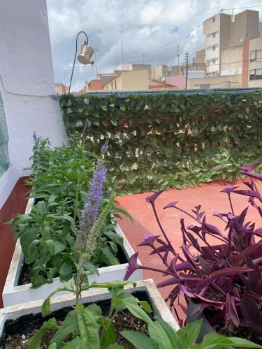 a garden with flowers and plants on a balcony at Plaça de l'Almudí, where else! in Onda
