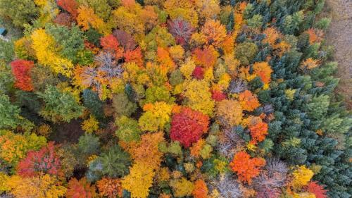 an overhead view of a forest filled with colorful trees at Cheerful Cottage Close to Franconia Notch #4 in Carroll