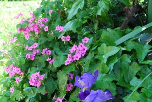 a group of pink flowers in a garden at Hotel Europa in Garda