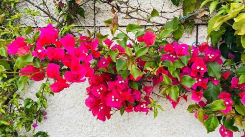 Jardín al aire libre en Villa Dora