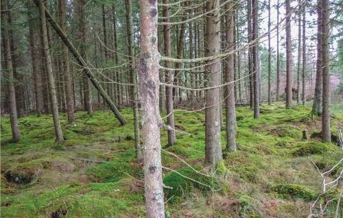 a forest filled with trees and green grass at Two-Bedroom Holiday Home In Vittsjo in Vittsjö