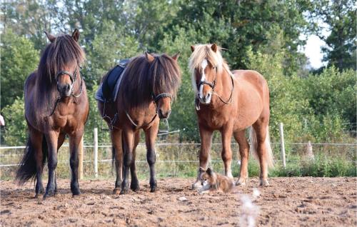 three horses standing next to a dog in a field at 1 Bedroom Awesome Home In Dalum in Tomten