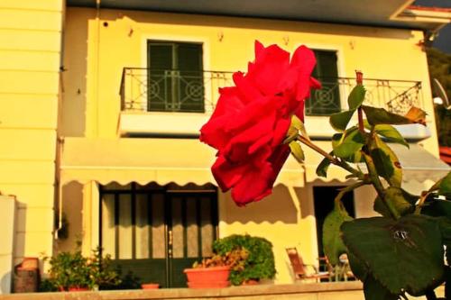 a red flower on a plant in front of a building at Guesthouse Bizani in Neo Mpizani