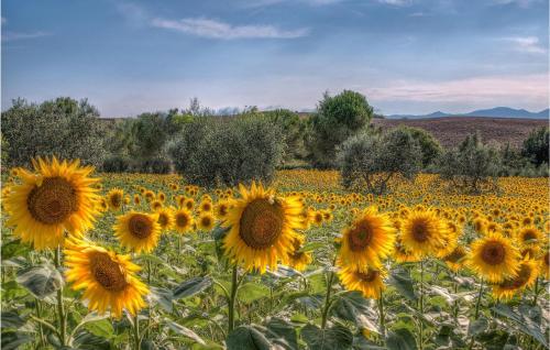 a field of sunflowers on a sunny day at 2 Bedroom Nice Home In Orentano in Orentano