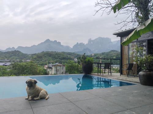 a pug dog sitting on the edge of a swimming pool at Tujia folk houses in Zhangjiajie