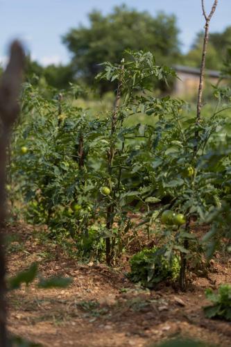 a row of tomato plants in a field at Family Little Paradise in Ružić