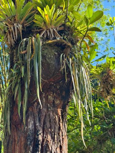 a tree with plants growing on the side of it at Au coeur de Bouliki in Saint-Joseph