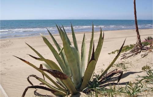 a plant in the sand on the beach at Sughereto 2 in Caldana