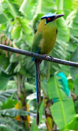 a colorful bird sitting on a wire at Casa Viva Alojamiento Rural in Jardin