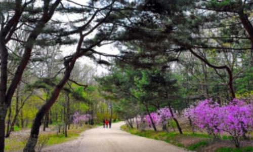 two people walking down a road with trees and purple flowers at Line Plus Hotel in Gimpo