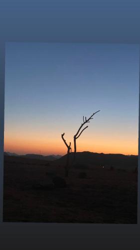 a dead tree in a field with the sunset in the background at bedouin future camp in Wadi Rum