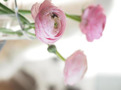 a close up of a pink flower on a table at Exklusives Ferienhaus in Huppenbroich mit Terrasse, Grill und Garten in Simmerath