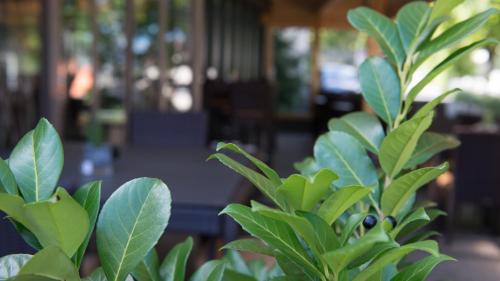 a plant with green leaves in front of a building at Hotel Badhof in Altstätten