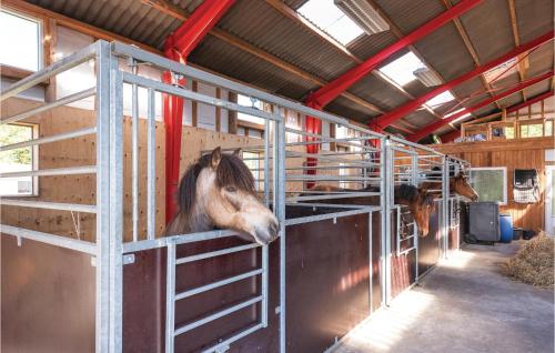 a horse looking out from a stall in a barn at 22-Bedroom Holiday Home In Henne in Henne