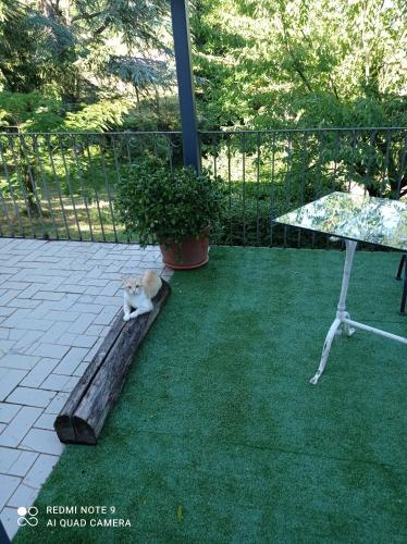 a cat laying on a log in a yard at MAMOTA B&B in Vesime