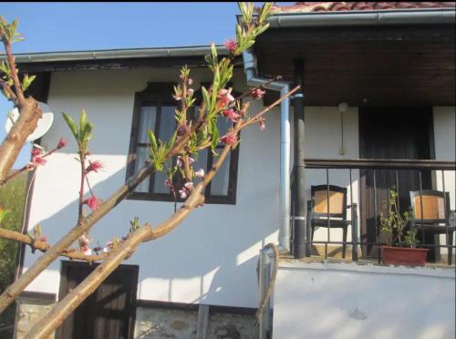 Billede fra billedgalleriet på Brodilovo i Brodilovo