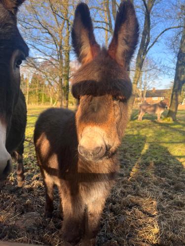 a donkey standing in a field next to a horse at Birds and The Bees Summer House in Endon