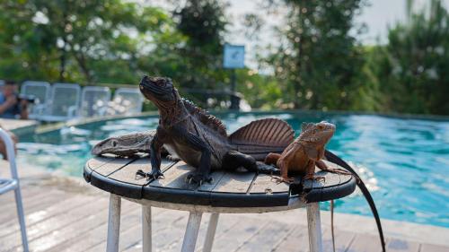 a frog and a lizard sitting on a table near a pool at Leuweung Geledegan Ecoldge in Kiarapayung 2