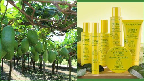 two bottles of oil next to a banana tree at B&B da Giovanna Dimora del Turista in Santa Maria del Cedro